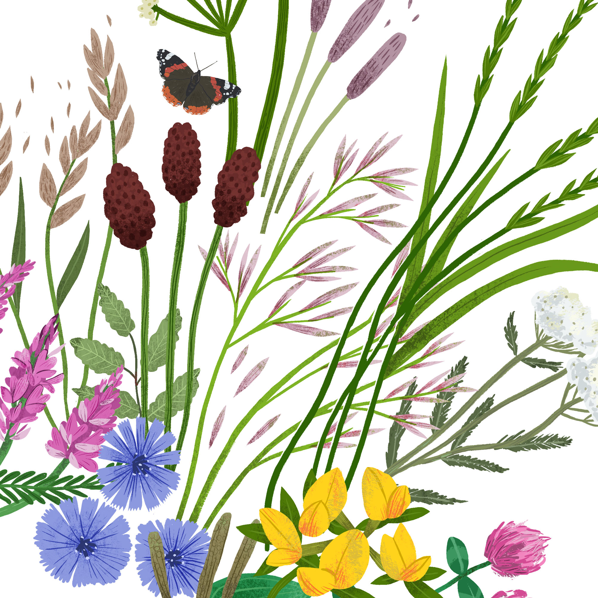 Illustrated flowers and grasses by Elly Jahnz 