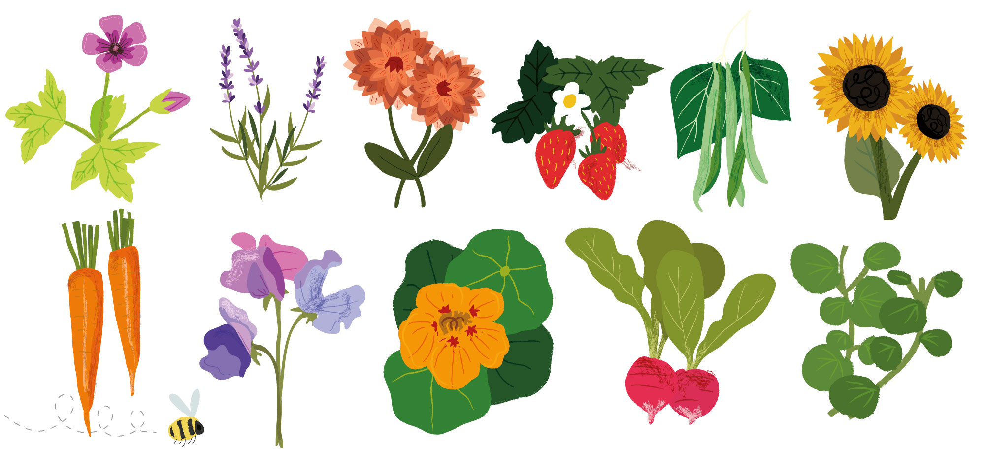 Plants illustrated by Elly Jahnz for 2020 Nature Month by Month