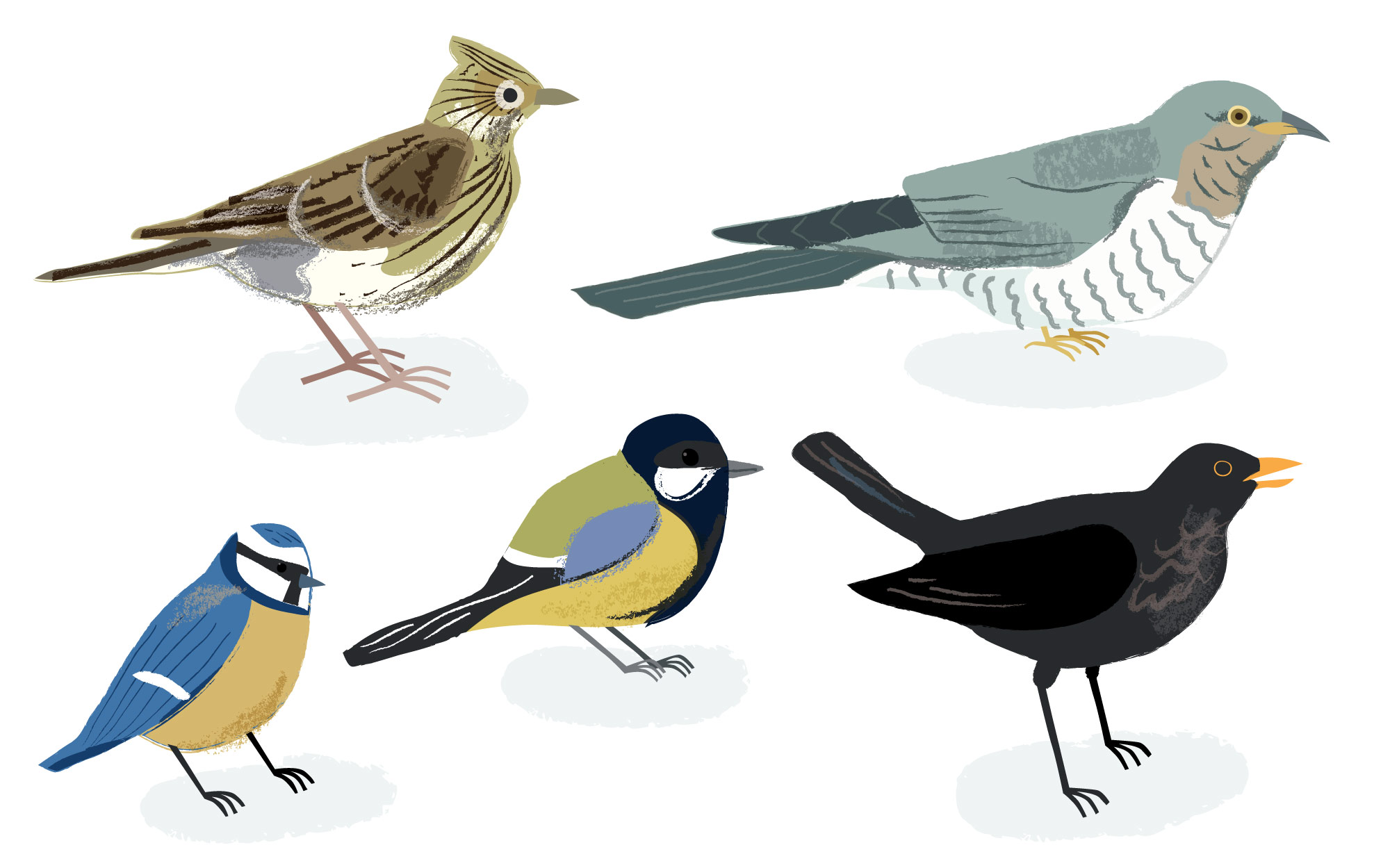 Various birds, by Elly Jahnz for Nature Month by Month, published by Nosy Crow