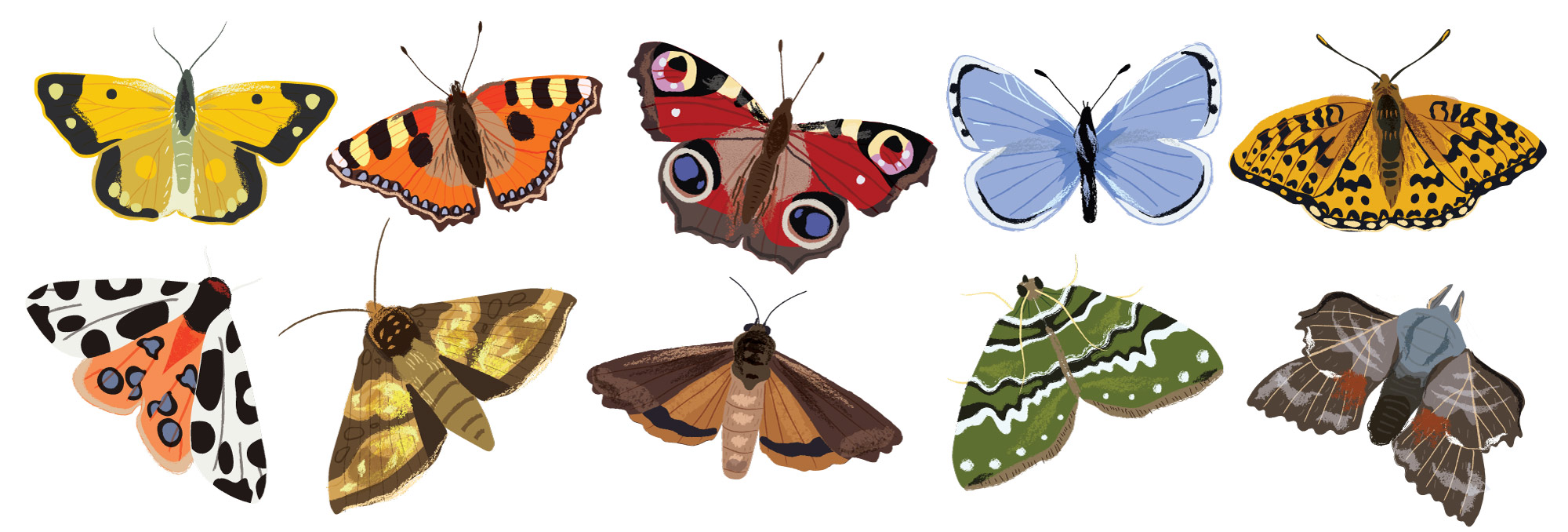A selection of butterflies and moths for Nature Month by Month by Elly Jahnz
