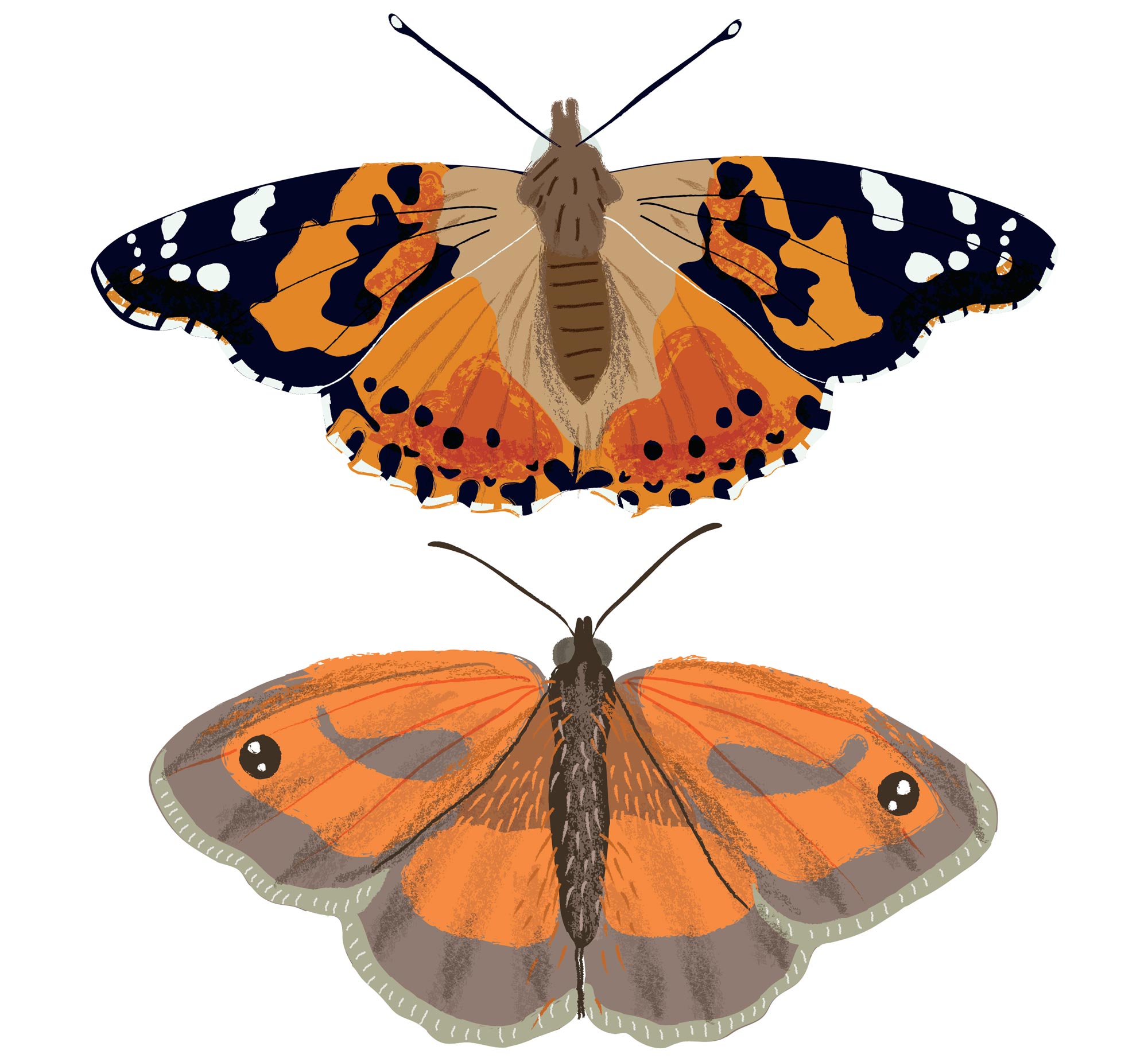 Some butterflies for Nature Month by Month by Elly Jahnz