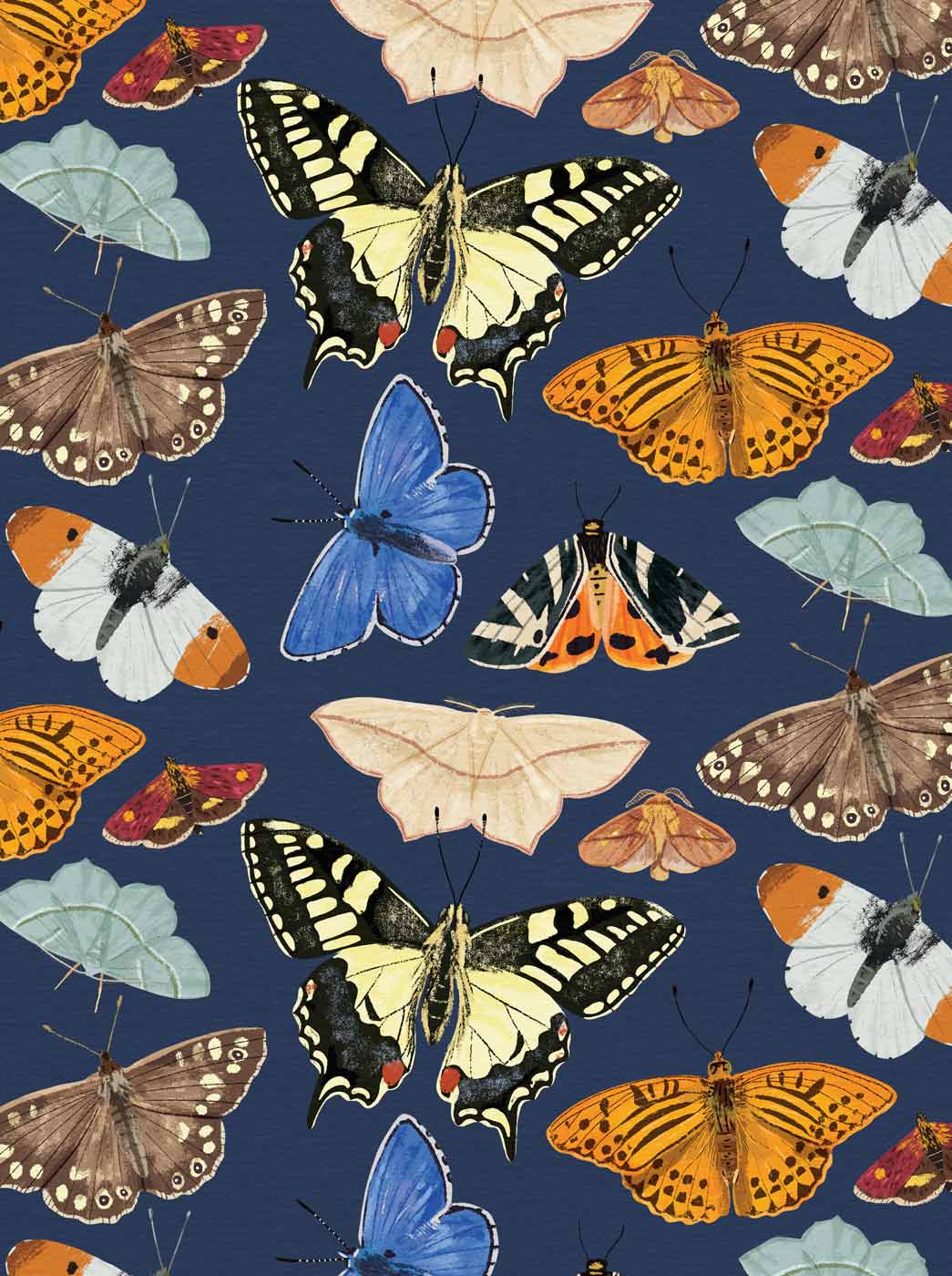 Butterfiles & Moths portfolio cover image