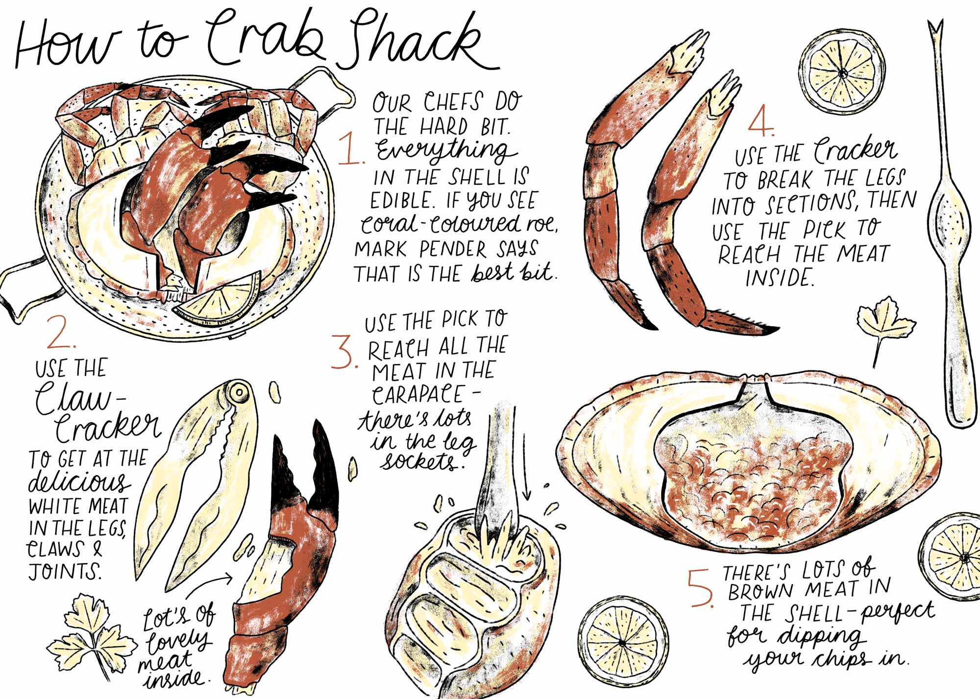 How to dress a crab illustration by Elly Jahnz
